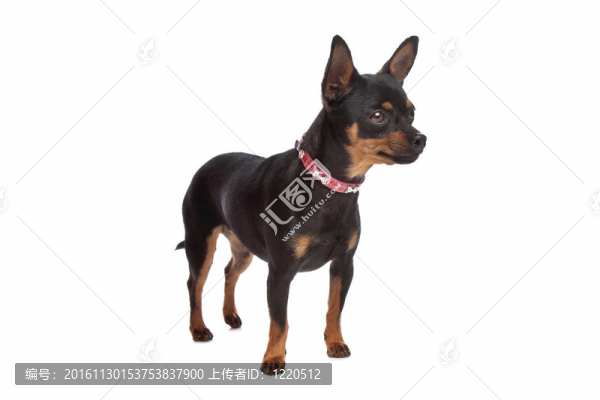 迷你杜賓犬