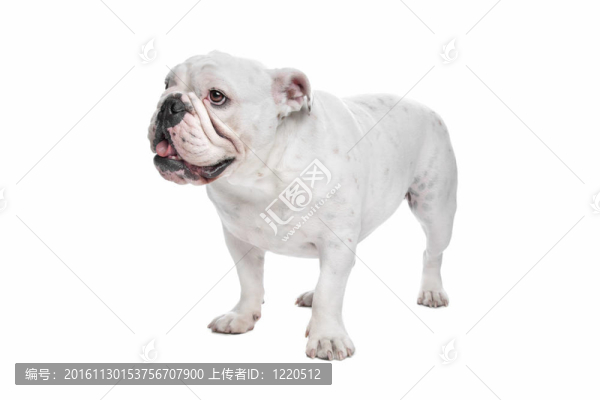 英國斗牛犬
