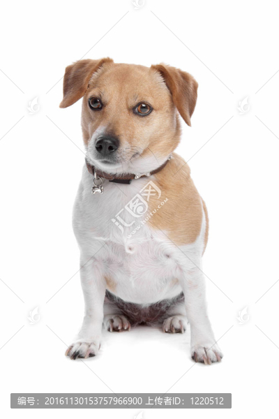 杰克羅素梗犬