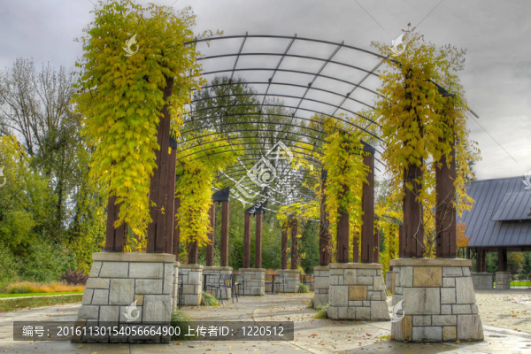 在公園的秋天里爬的植物