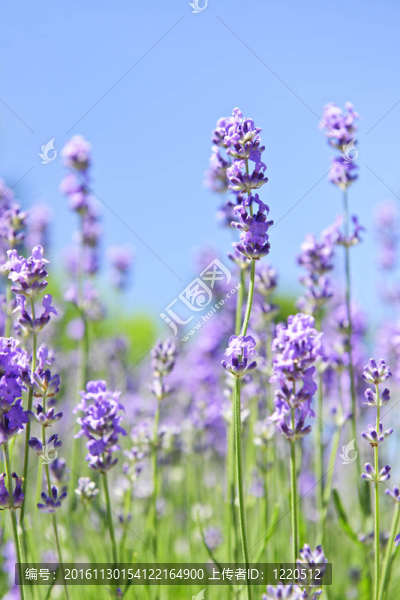 花園里的薰衣草