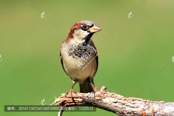 家麻雀（Passer,domesticus）
