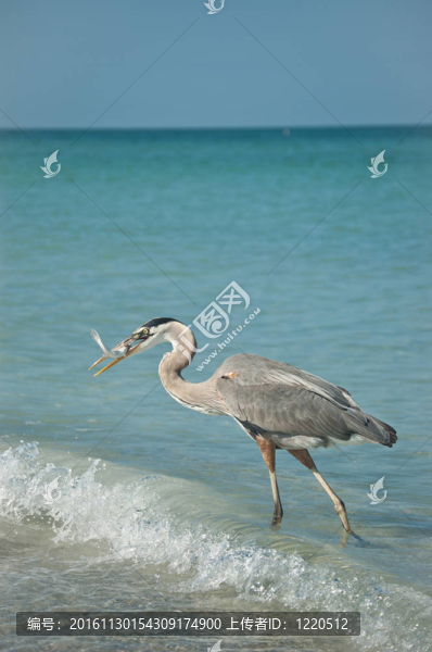 大藍(lán)鷺在海灣的沙灘上的魚(yú)