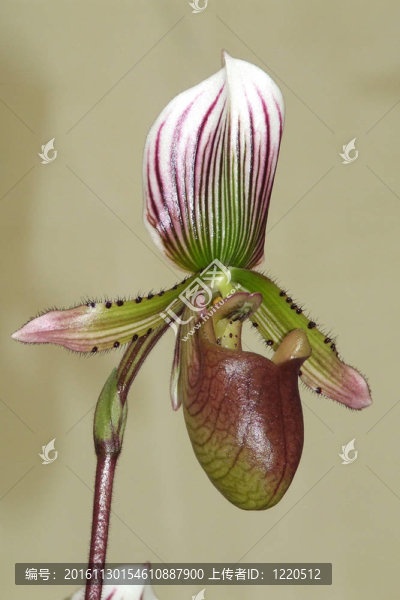 蜜蜂蘭花
