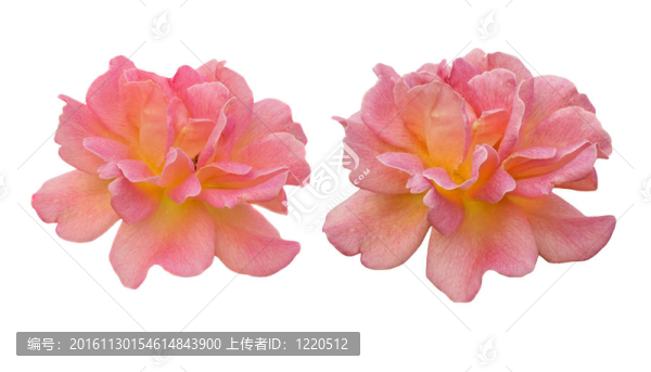 春天的粉紅玫瑰在白色的花朵上綻放