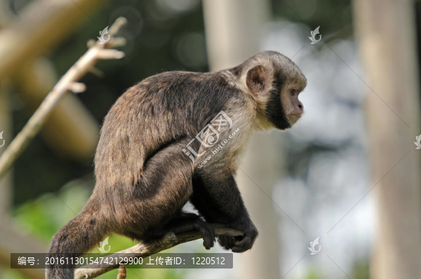 棕黃色的頭Capuchin,Monkey