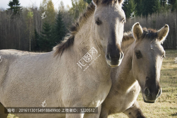 馬