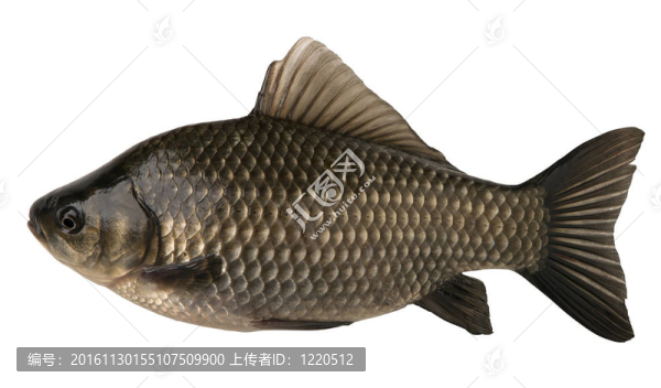 白底魚鯽