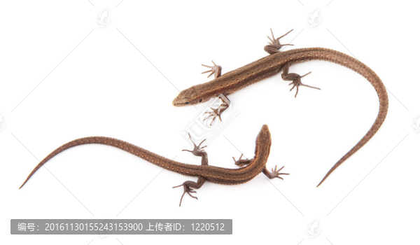llizard