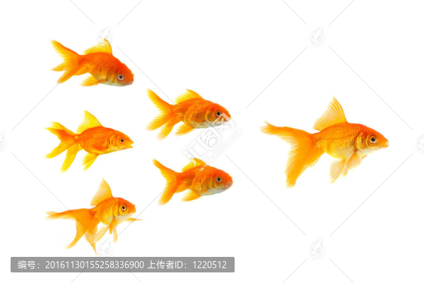 三條金魚