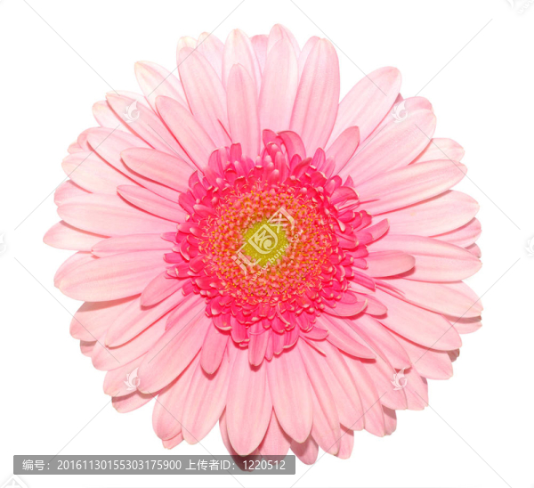 粉色非洲菊雛菊白色隔離