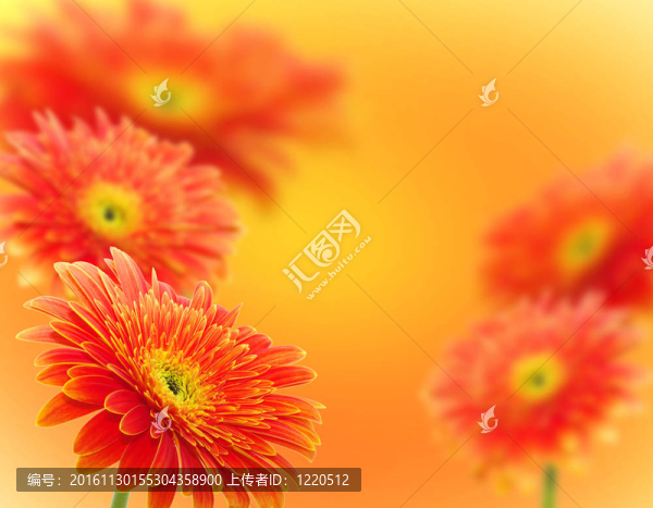 橙色非洲菊