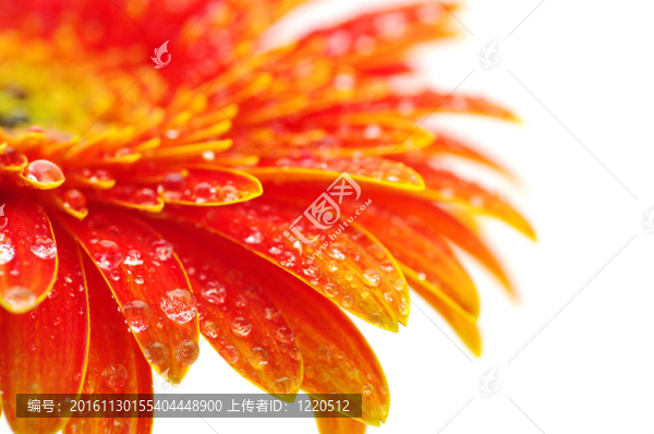 橙色的太陽(yáng)花