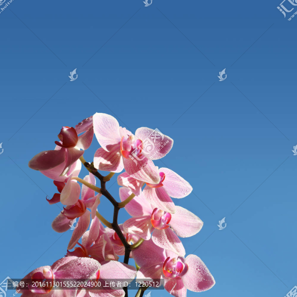 天空中的蘭花