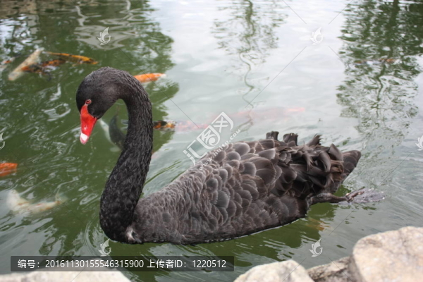 黑天鵝