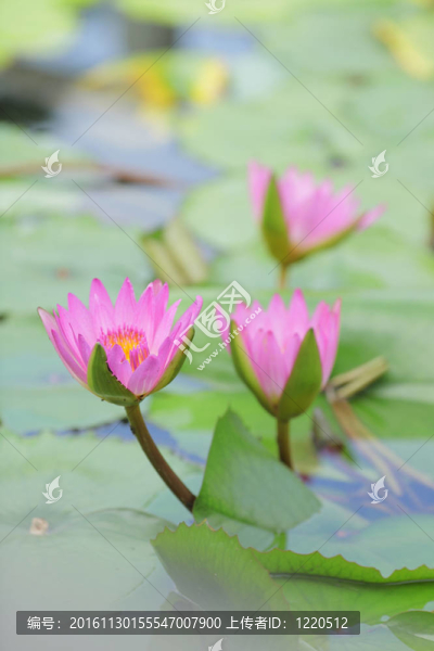 蓮花