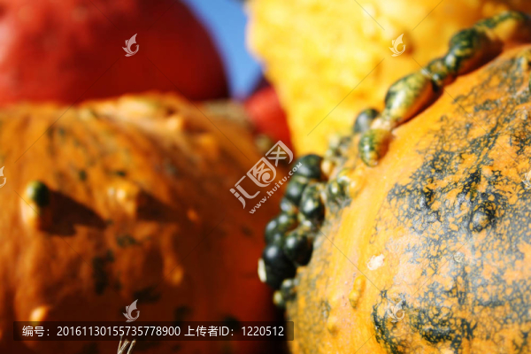 大色的南瓜