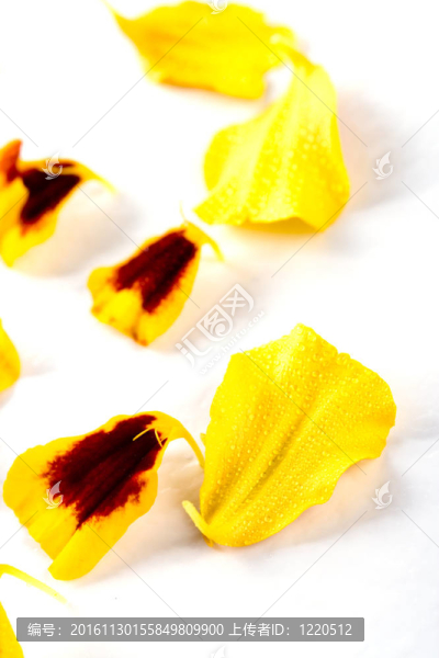 金盞花花瓣