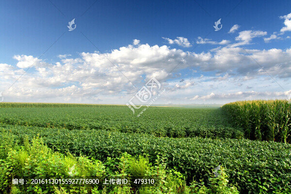 北大荒,黃豆,大田,TIF格式
