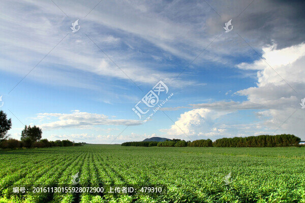 北大荒,黃豆,大田,TIF格式