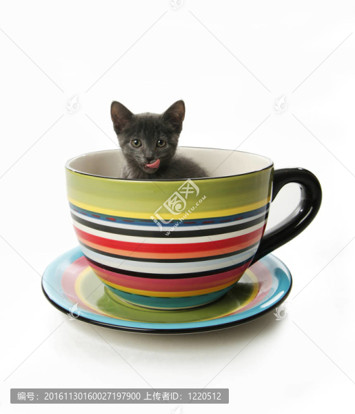 茶杯里的小貓