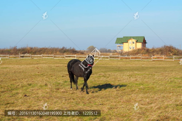 馬