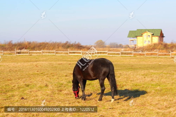 馬