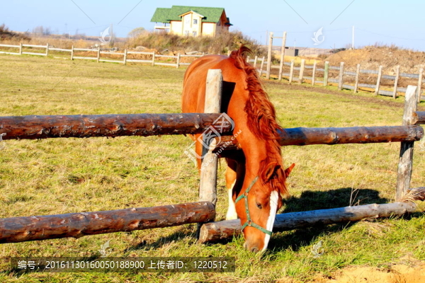 馬