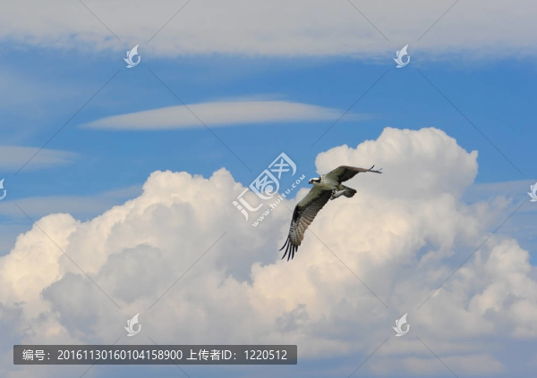 魚鷹在云與魚飛