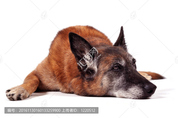 老馬犬