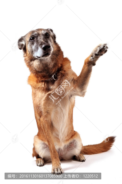老馬犬