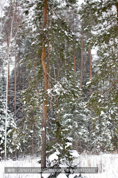 美麗的冬季冰雪景觀