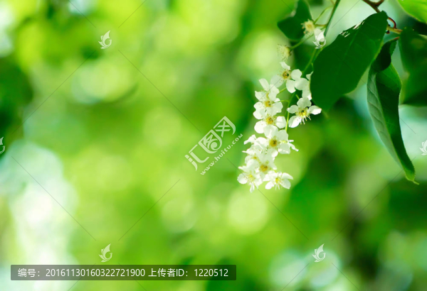 蘋果花