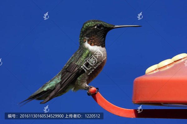 紅寶石喉蜂鳥