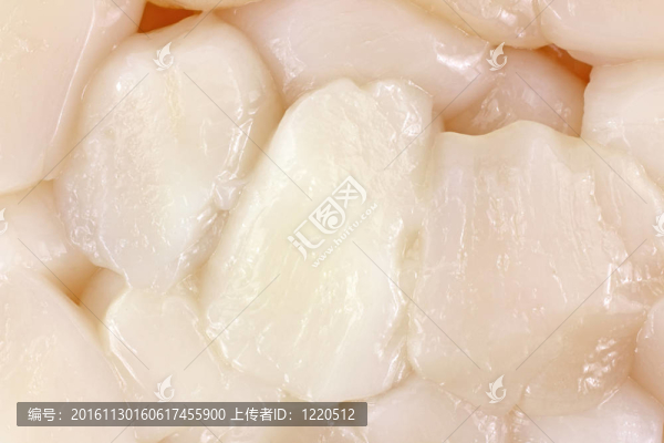 關(guān)閉海灣扇貝的觀點(diǎn)