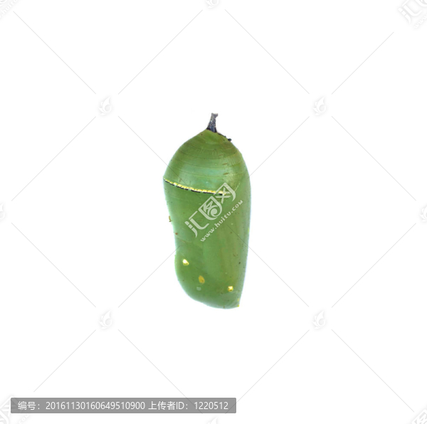 不透明的黑脈金斑蝶的蛹
