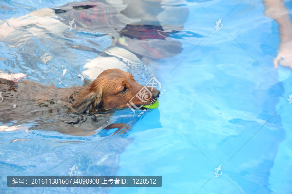 紅色長毛獵犬游泳