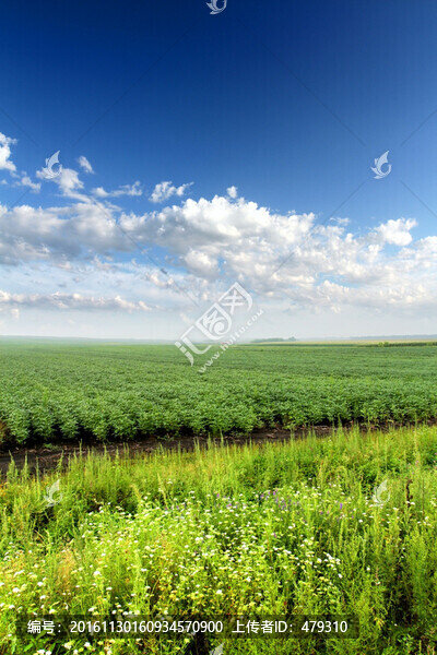 北大荒