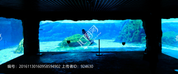 海豚眺望