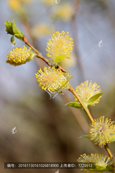Willow,catkins,1