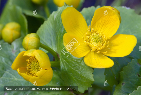 地球花2