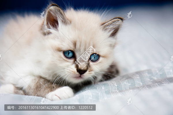 小貓透明外套
