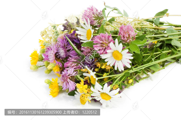 白色背景上的野花花束