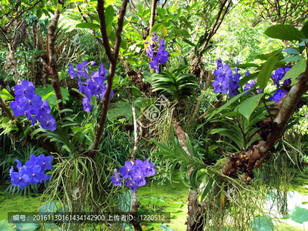 藍(lán)色蘭花照亮熱帶花園。