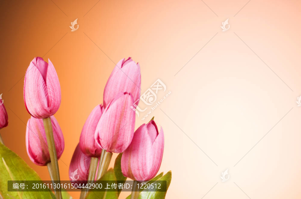 桌上的一束郁金香