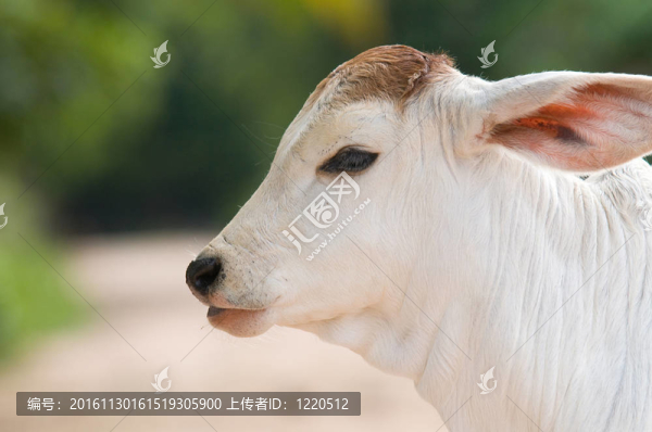 可愛(ài)的；大耳朵的小牛犢