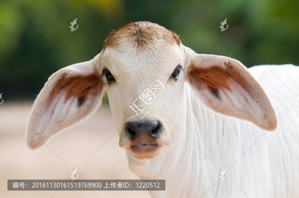 可愛的；大耳朵的小牛犢