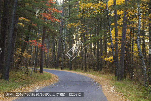 穿越樹林的路