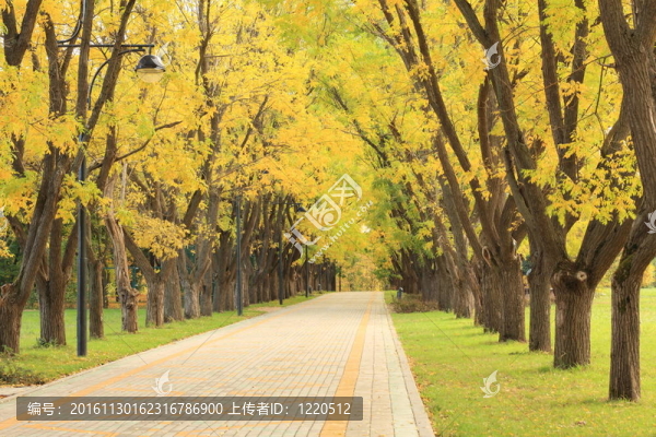 秋天公園里的小路