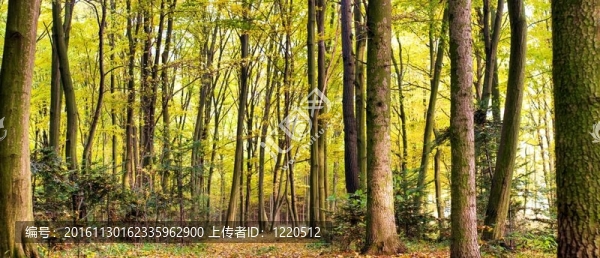 森林